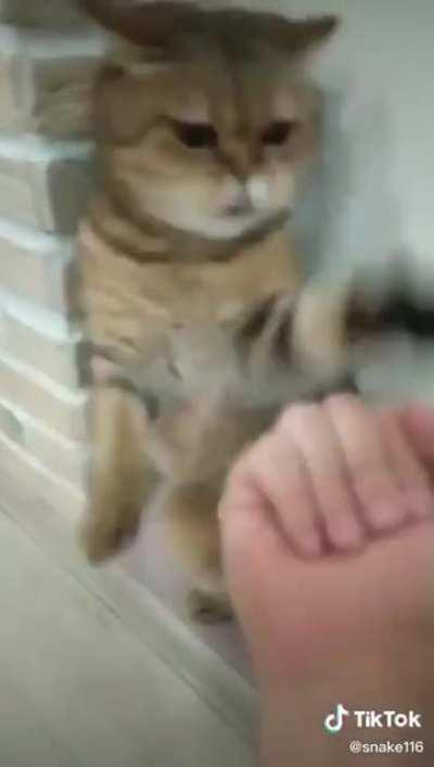 Everybody is Kung Fu fighting