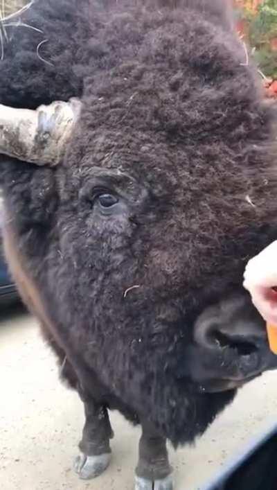 This friendly Bison