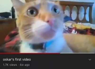 cat of the day 29 (my vote is his))