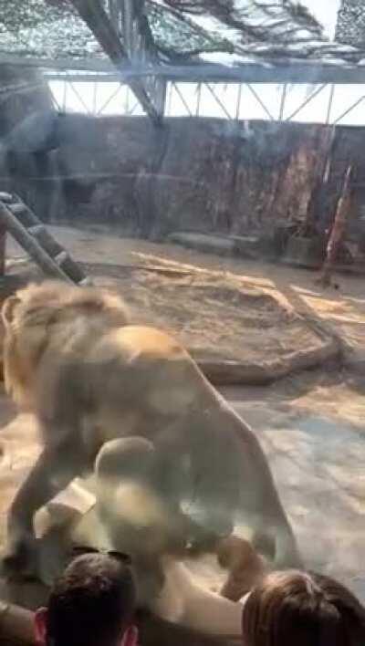 Canım ülkemin hayvanat bahçesindeki hayvani bile degisik