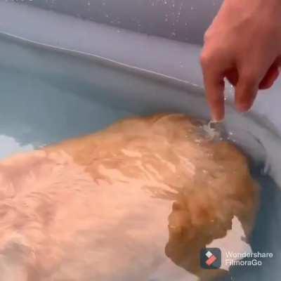 Corgi's butt can't sink