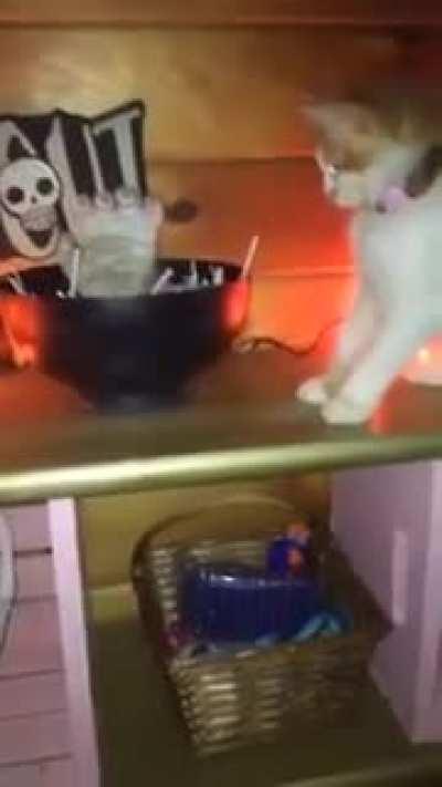 WCGW letting a cat near a trap