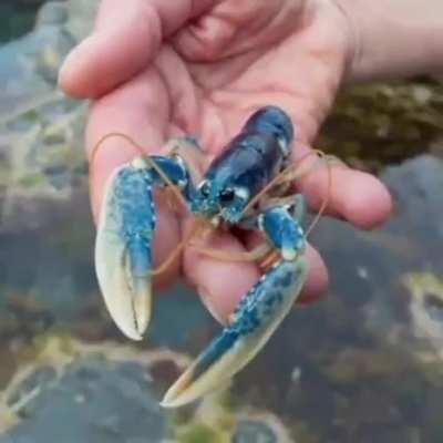baby lobster