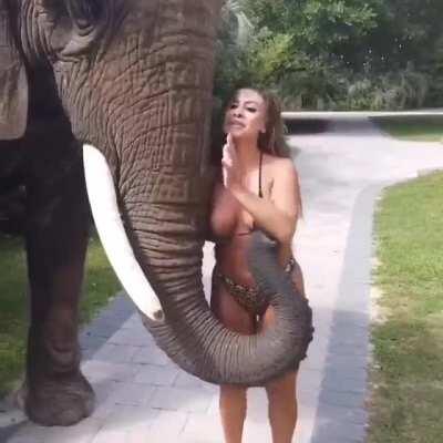 To take a photo with an elephant for the insta
