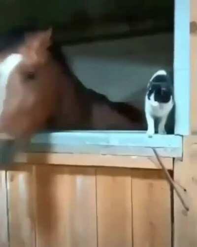 I hate to say it but, yeet?