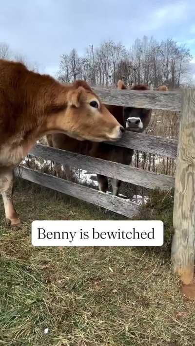 Rescue cow Benny and the other residents of Gentle Acres Animal Haven are in danger of losing their home