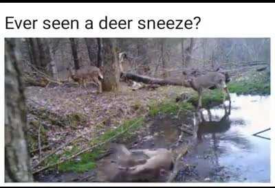 Oh deer