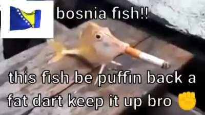 Serbia fesh vs Bosnia fishe : Le bossnia strikes back