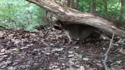 My Fat Raccoon Met Bambi.