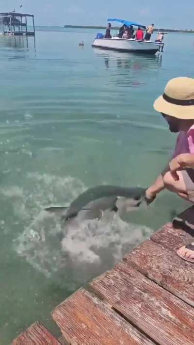 My fish people need me