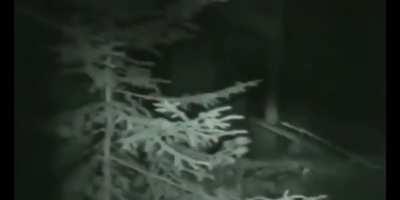 Neutrale Stimmung im Emskirchner Wald.