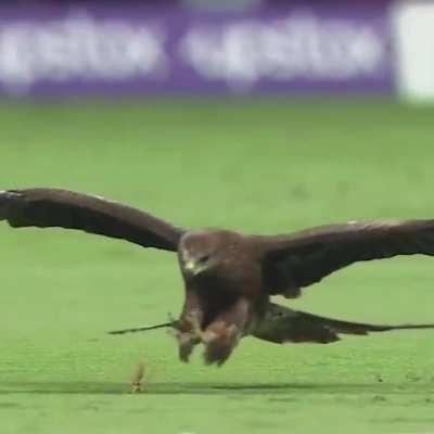 IPL dekh rha tha. Iss character ka intro miss kar diya shayad...