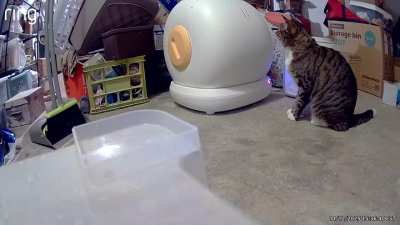 George Having Big Feelings About his Litter Box