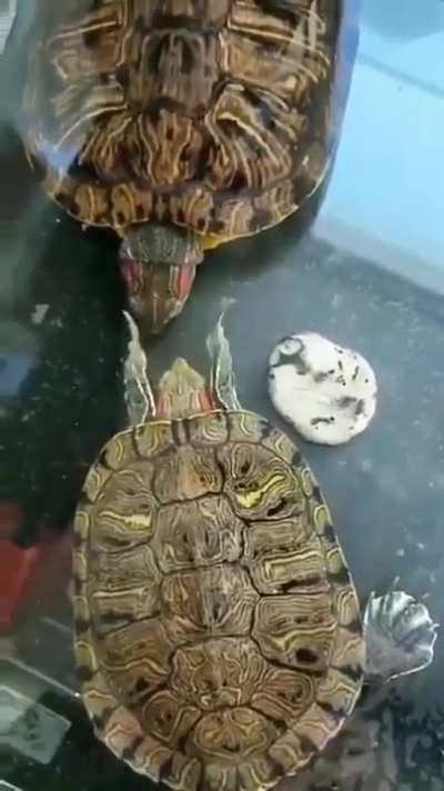 Turtle Slapping Turtle