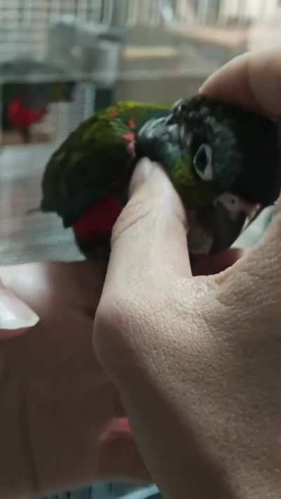 Does your birb squeak when you pet them?