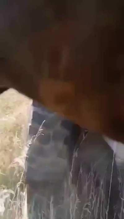 Ukrainian infantry advance behind a French VAB during an assault across a field - Autumn 2022 - Presumably in Kherson Oblast