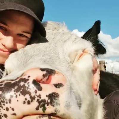 Do You Know Proper Cow Petting Technique?