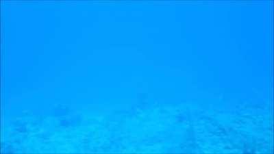 What Sonar Sounds Like from Underwater. Apparently it's so loud you can feel it throughout your entire body.