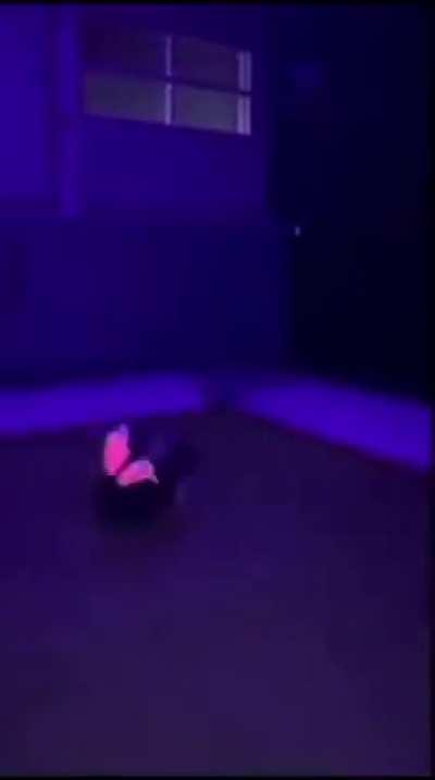 Don’t flip out but…