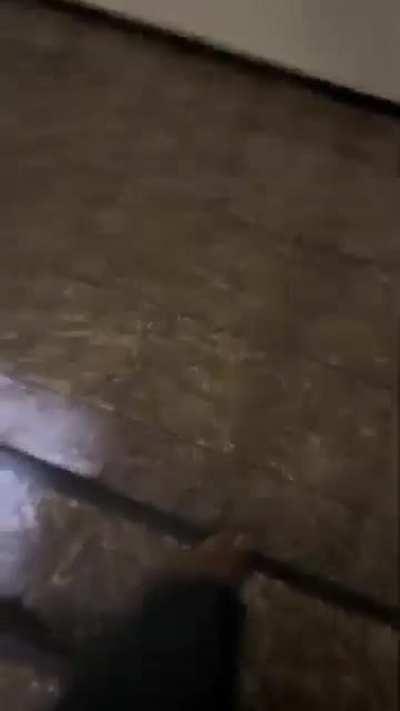 monke surviv 😃👍