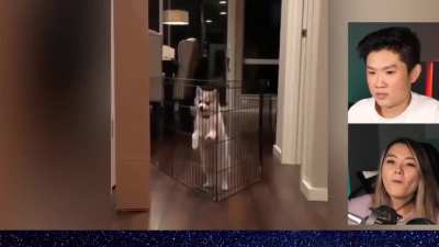 Cute animal clips Henry + Jeannie react- 2021