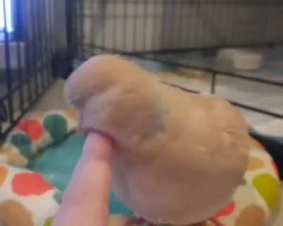 DNA Testing in Canada?