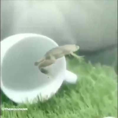 When frog? 😳