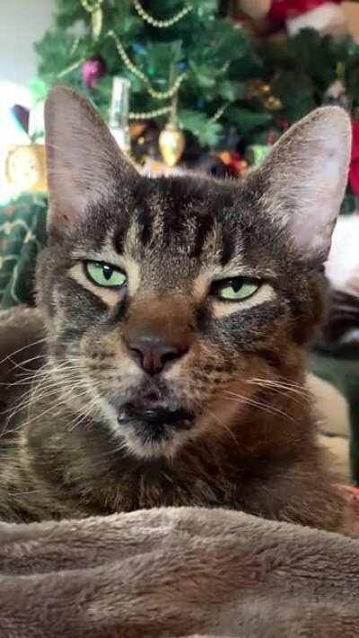 Volume up for ultimate puuuuuuuur