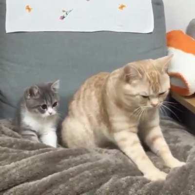 learning to make biscuits