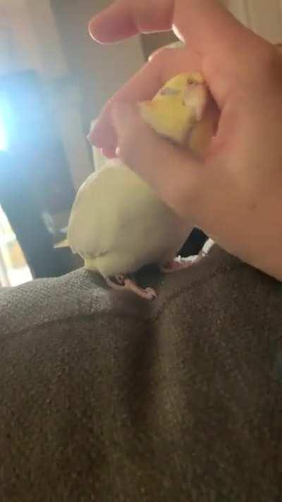 Hovered my hand over her like I was about to distribute Scritches, she makes dinosaur chirps! I gave in…