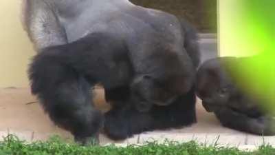 Silverback and his son, calmly observe a caterpillar.