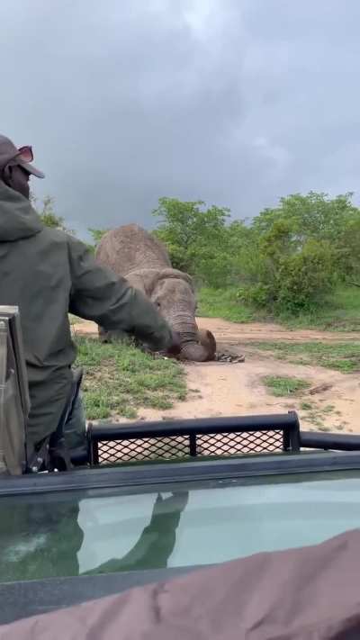 First time I've seen this behavior by an Elephant can someone explain 🤔 🐘?