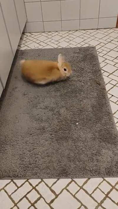 Rosie here really loves the bathroom mat, as demonstrated by sideways zoomies