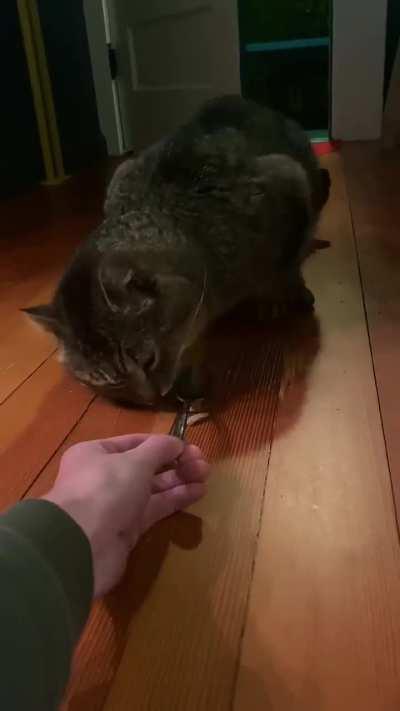 Woman adopts feral cat 