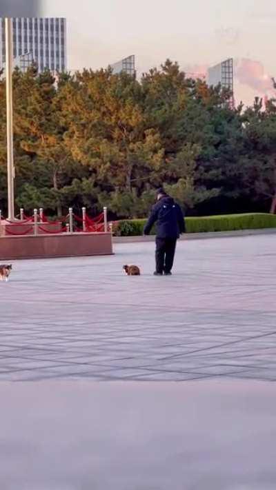 This older gentleman doing his best to sneak up on a stray cat so he can pet it