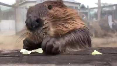 Studies have shown that listening to the sound of beavers enthusiastically munching on white cabbage can temporarily reduce stress levels by up to 17%.