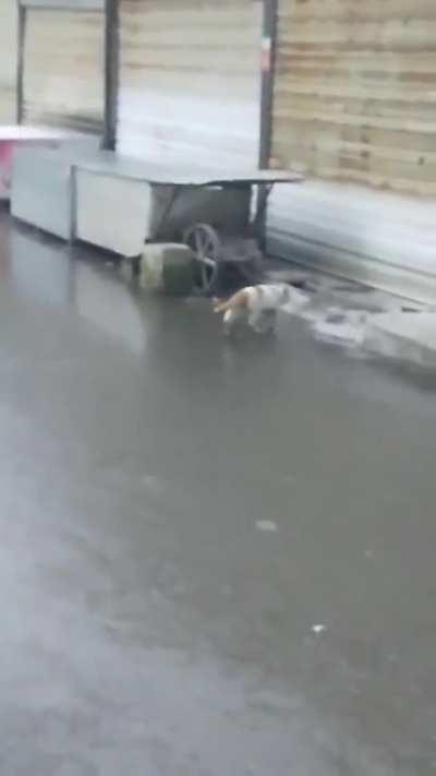 To Lose 1 of 9 Lives