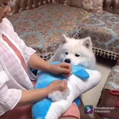 Is dolphy gonna be okay?