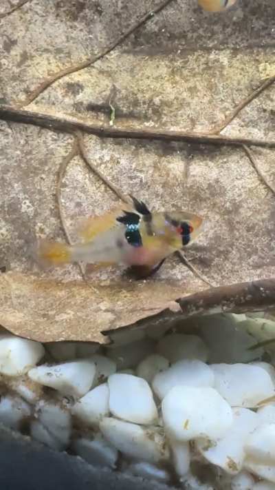 Ram rubbing on dry leaf