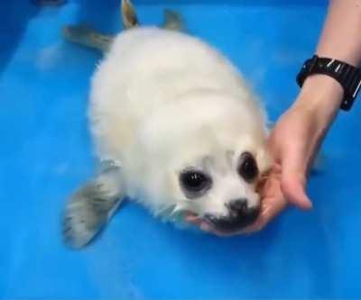 Rescued baby seal's first swimming lessons