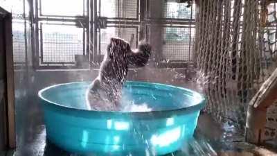 Gorilla dancing like she's never danced before