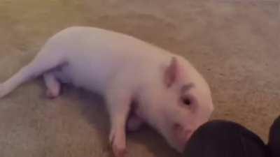 Pickle really wants a belly rub