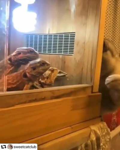 Touch tha weird green kittens