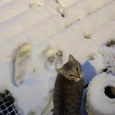 My cat in the snow ❄️