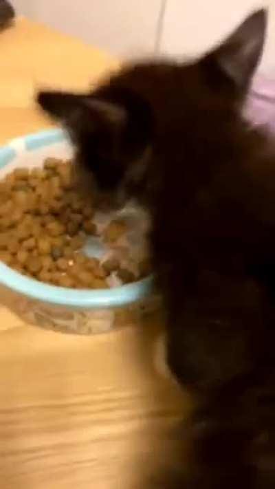 We found this kitty last august right outside our home. Could hear him crying from the front door!