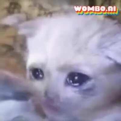 Sad Cat wipes out Tomato Town