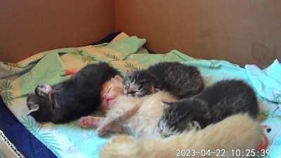 You thought the fight was brutal - watching them sleep is worse!!