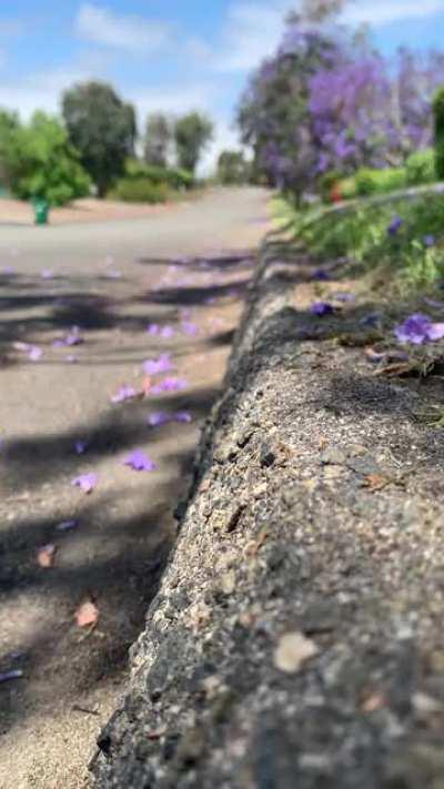 MAP axleback exhaust sound clip if anyone is thinking about getting one. No tune or engine mods. on a “closed course”