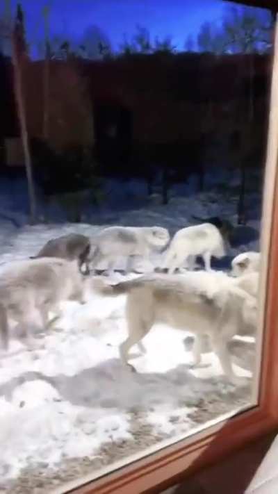 As close as you'll ever come to a pack of Wolves