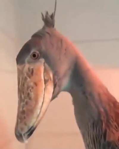 The shoebill is a large African wading bird